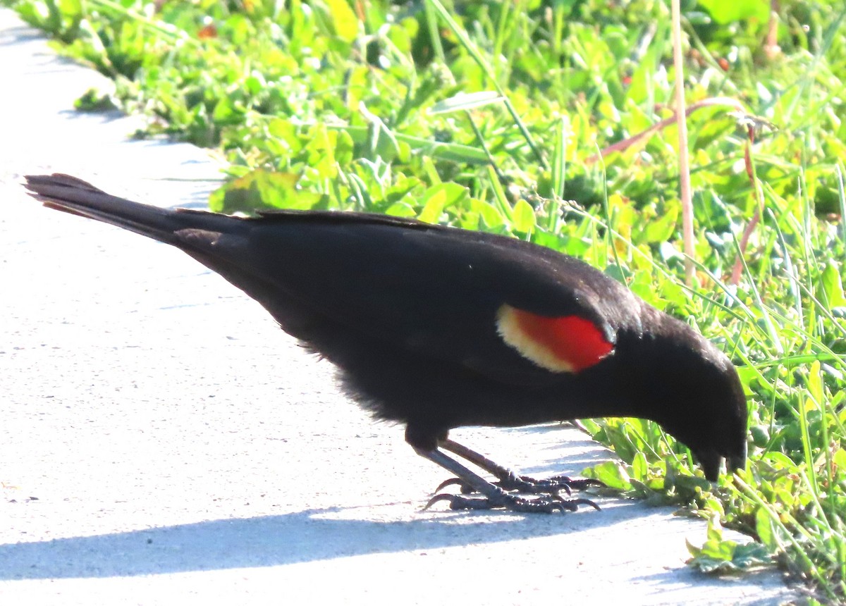 Red-winged Blackbird - BEN BAILEY