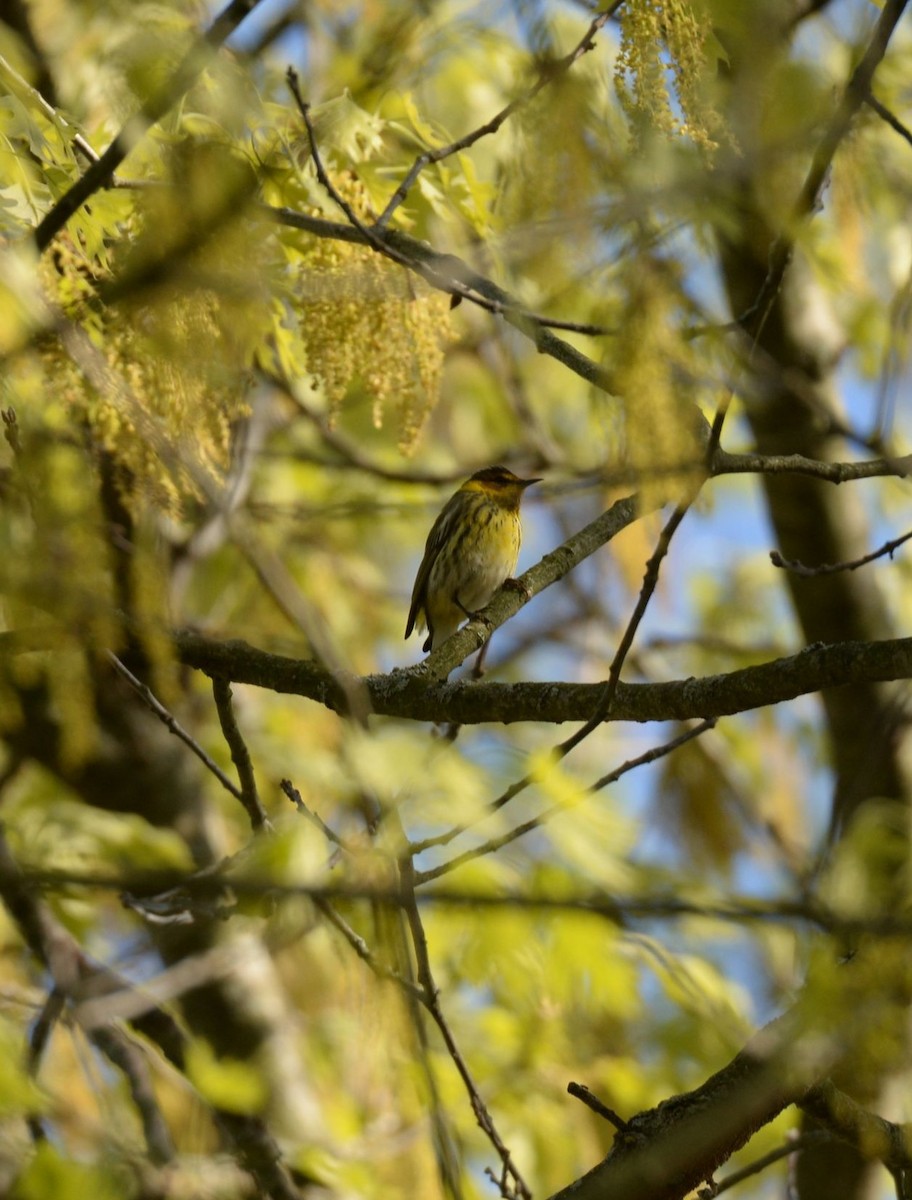 Cape May Warbler - ML619440697