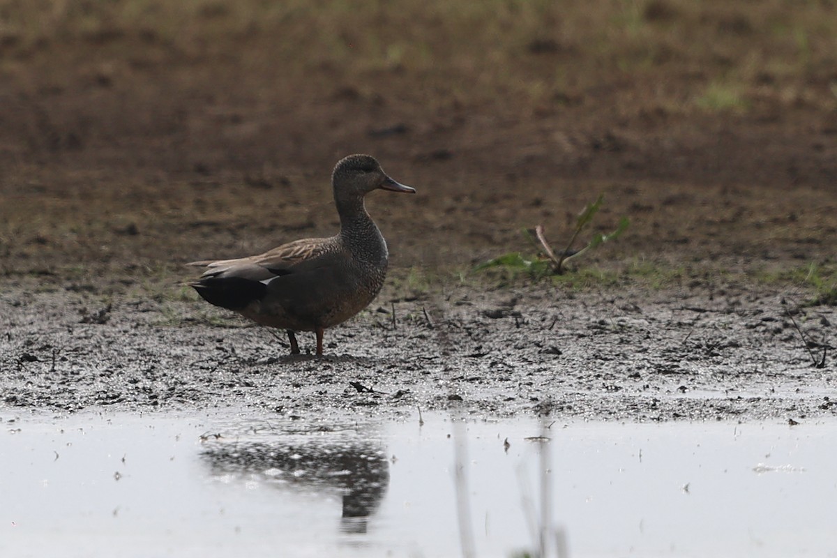 Gadwall - Anonymous