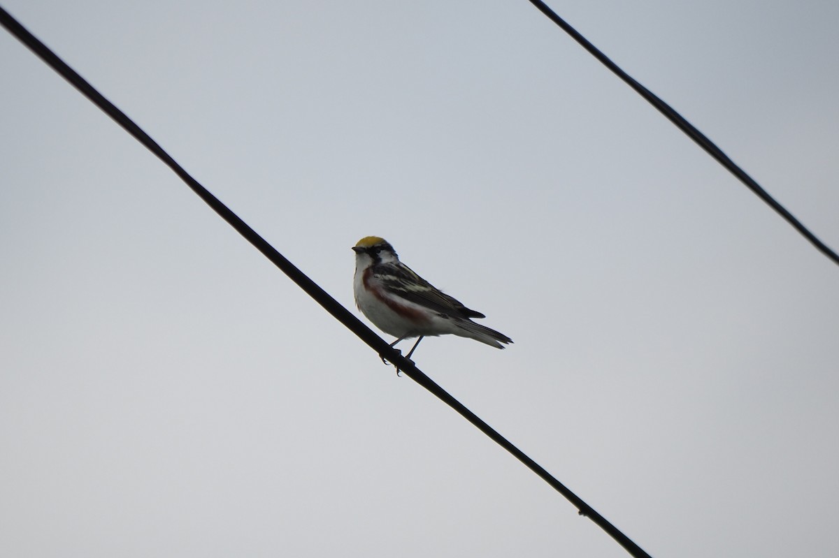 Chestnut-sided Warbler - André Dionne