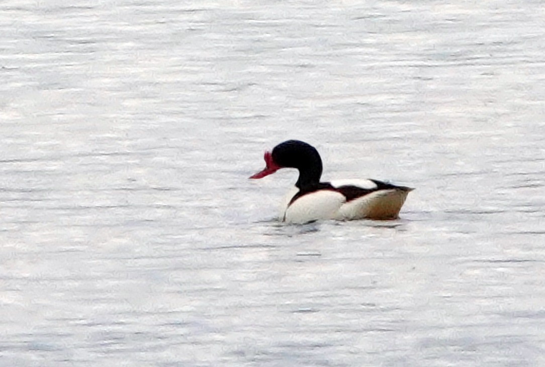 Common Shelduck - ML619440715