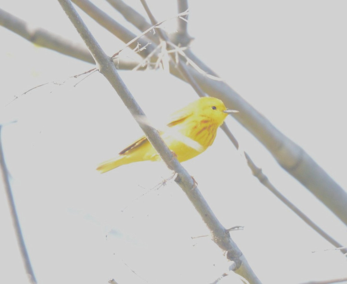 Yellow Warbler - Daniel DeLapp