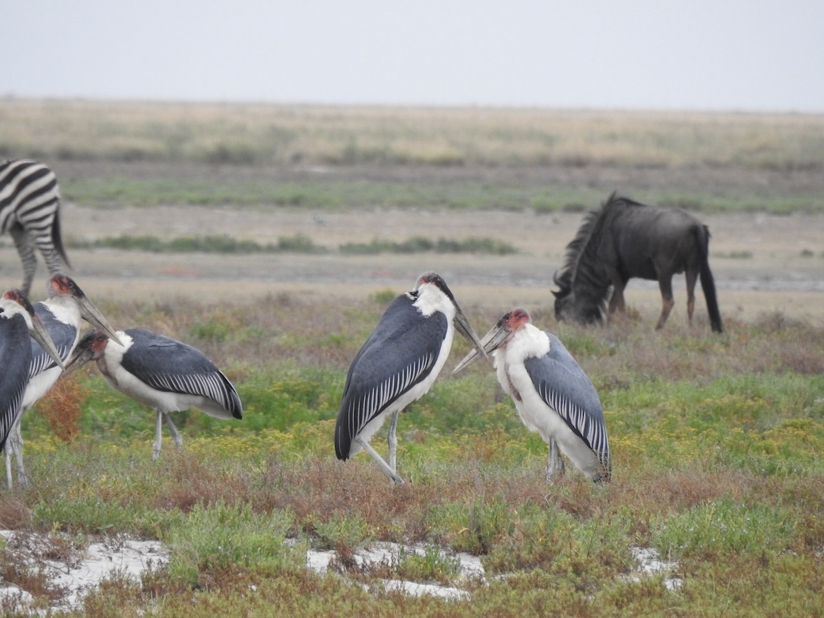 Marabou Stork - Alastair Newton