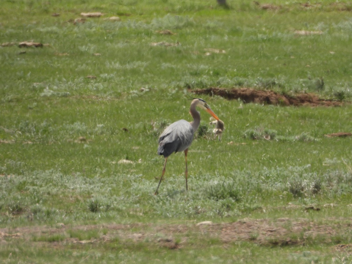 Great Blue Heron - ML619440728