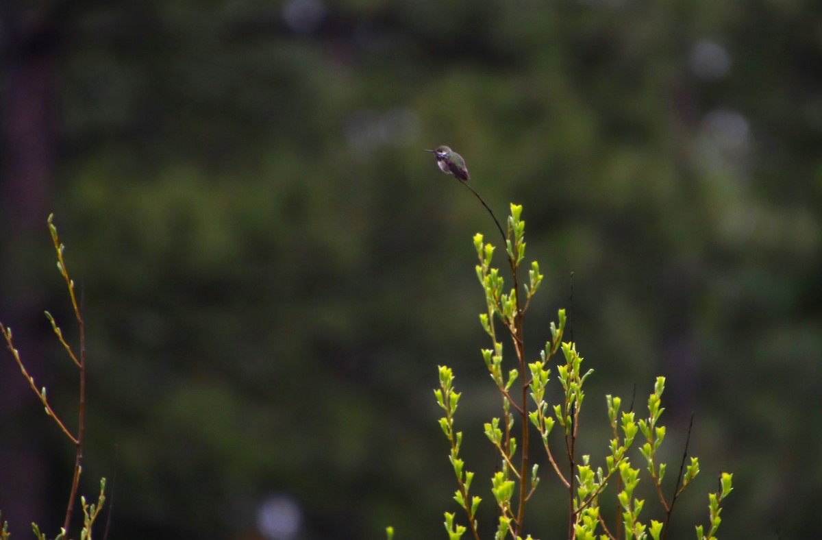 Calliope Hummingbird - Dianne Murray