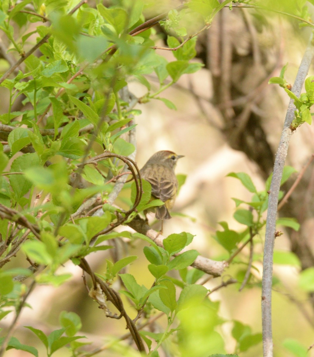 Palm Warbler - ML619440733