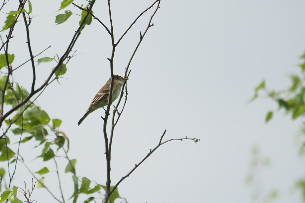 Alder Flycatcher - André Dionne