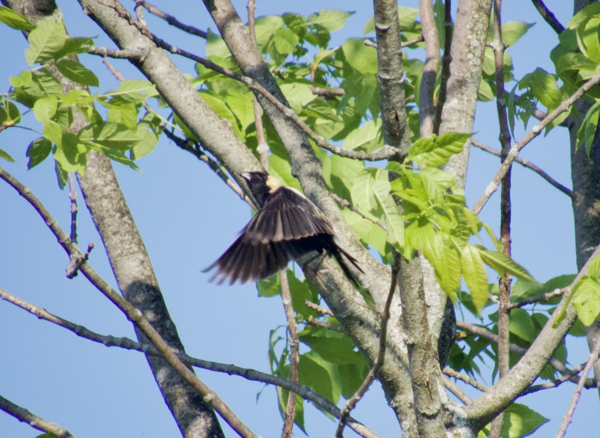 Bobolink - David Schaller