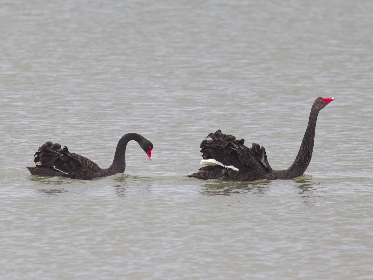 Black Swan - Angus Wilson