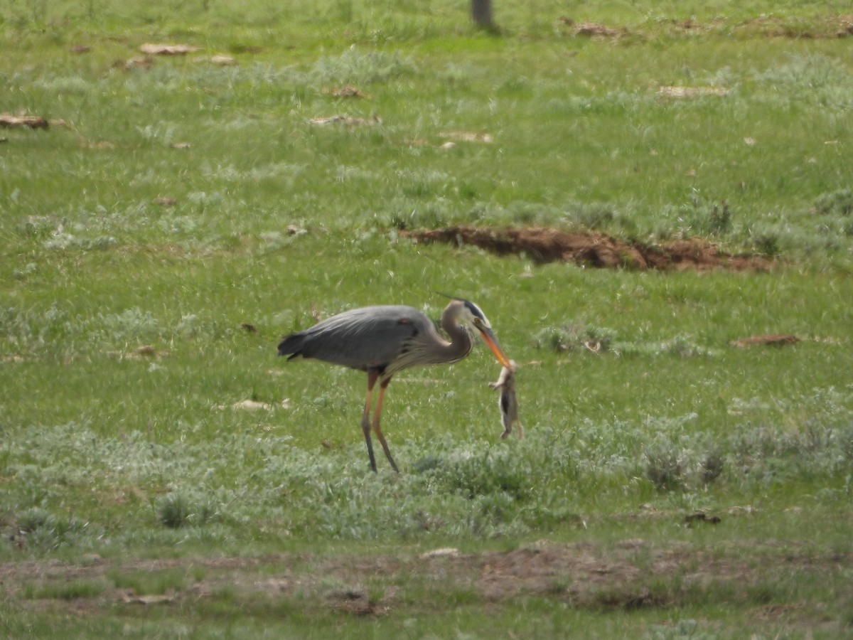 Great Blue Heron - James Telford