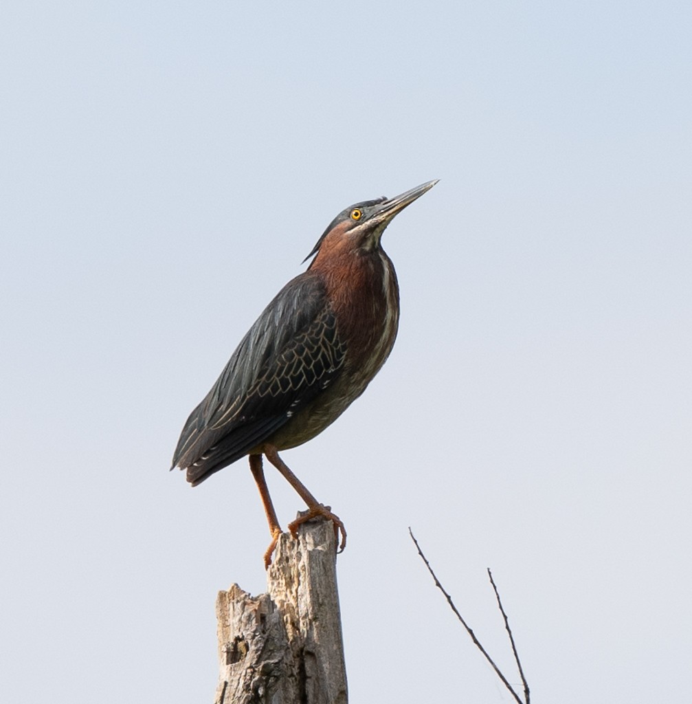 Green Heron - Kevin Rutherford