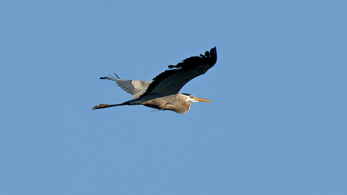 Great Blue Heron - Craig Becker