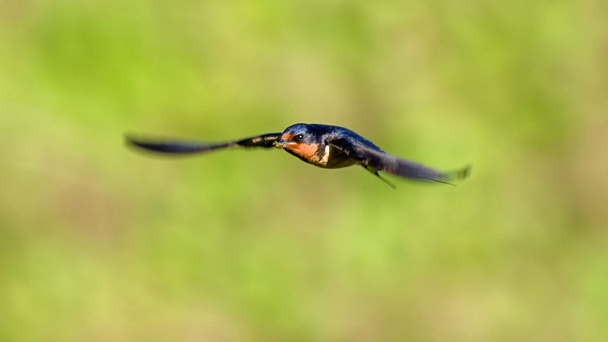 Barn Swallow - Craig Becker