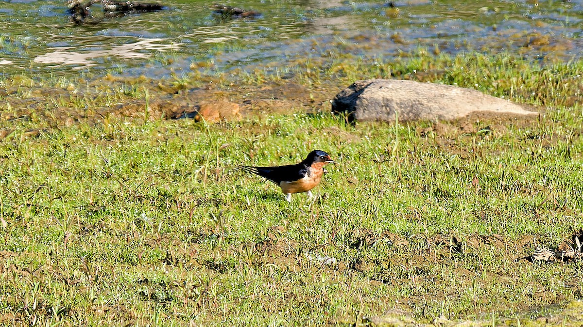 Barn Swallow - Craig Becker