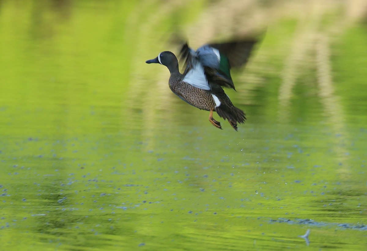 Blue-winged Teal - Sujata roy