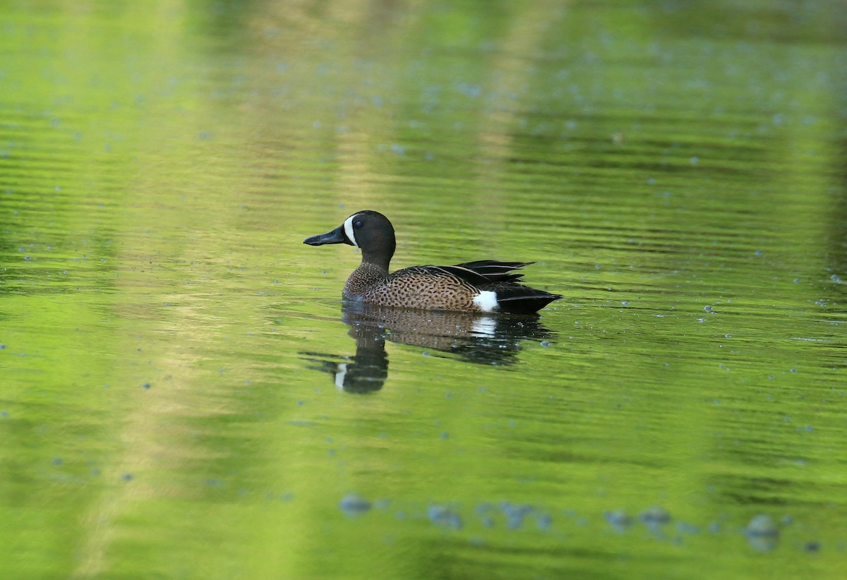 Blue-winged Teal - Sujata roy