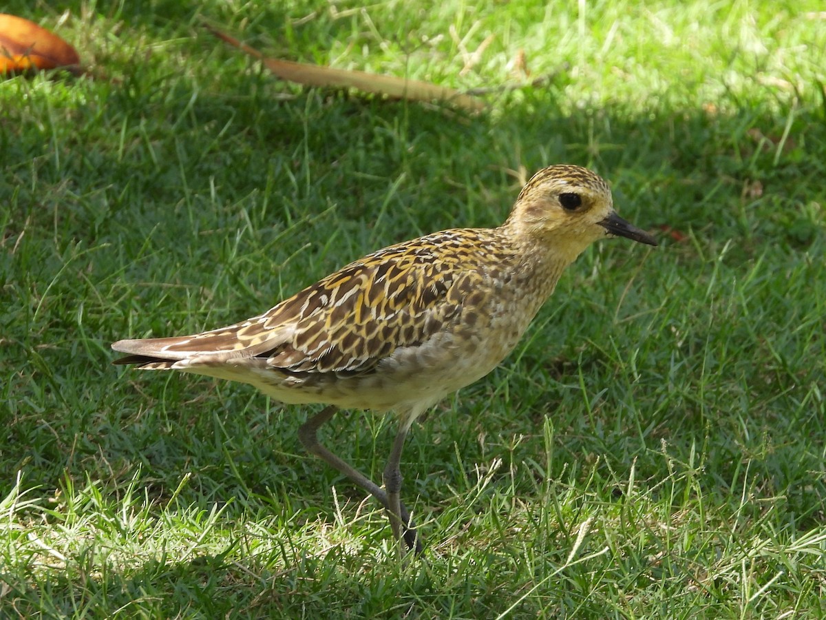 Pacific Golden-Plover - Nick Komar