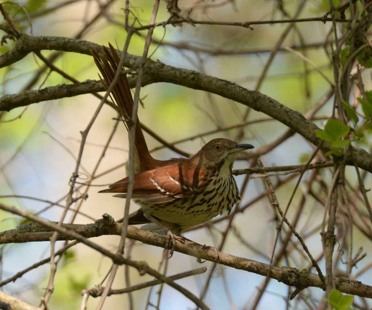 Brown Thrasher - ML619440774