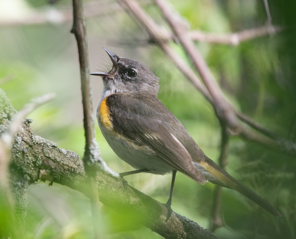 American Redstart - Kevin Rutherford