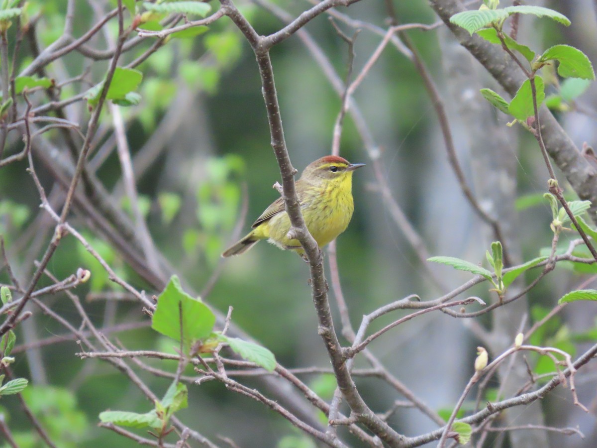 Palm Warbler - Rhonda Langelaan