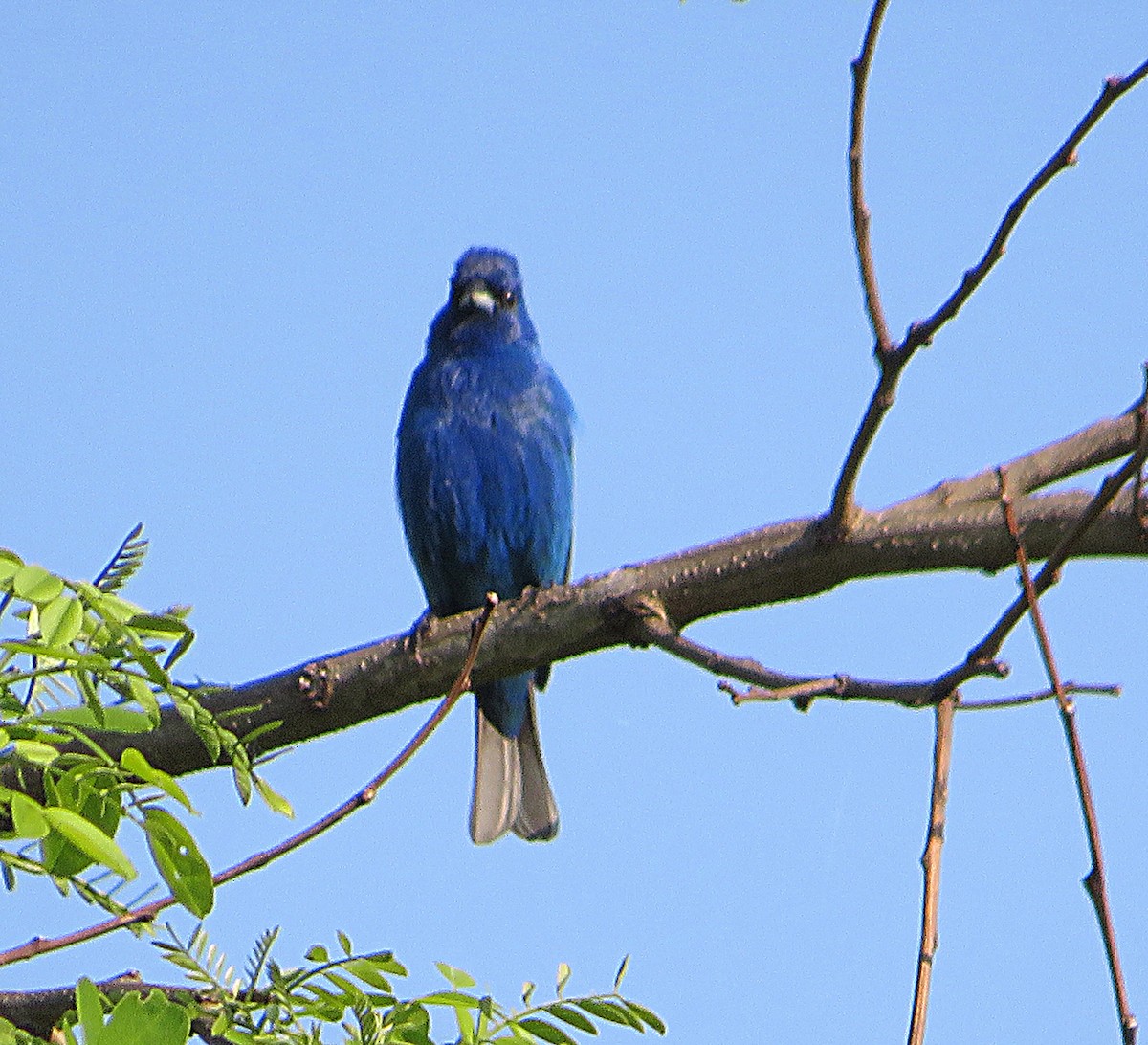 Indigo Bunting - Marianne Friers