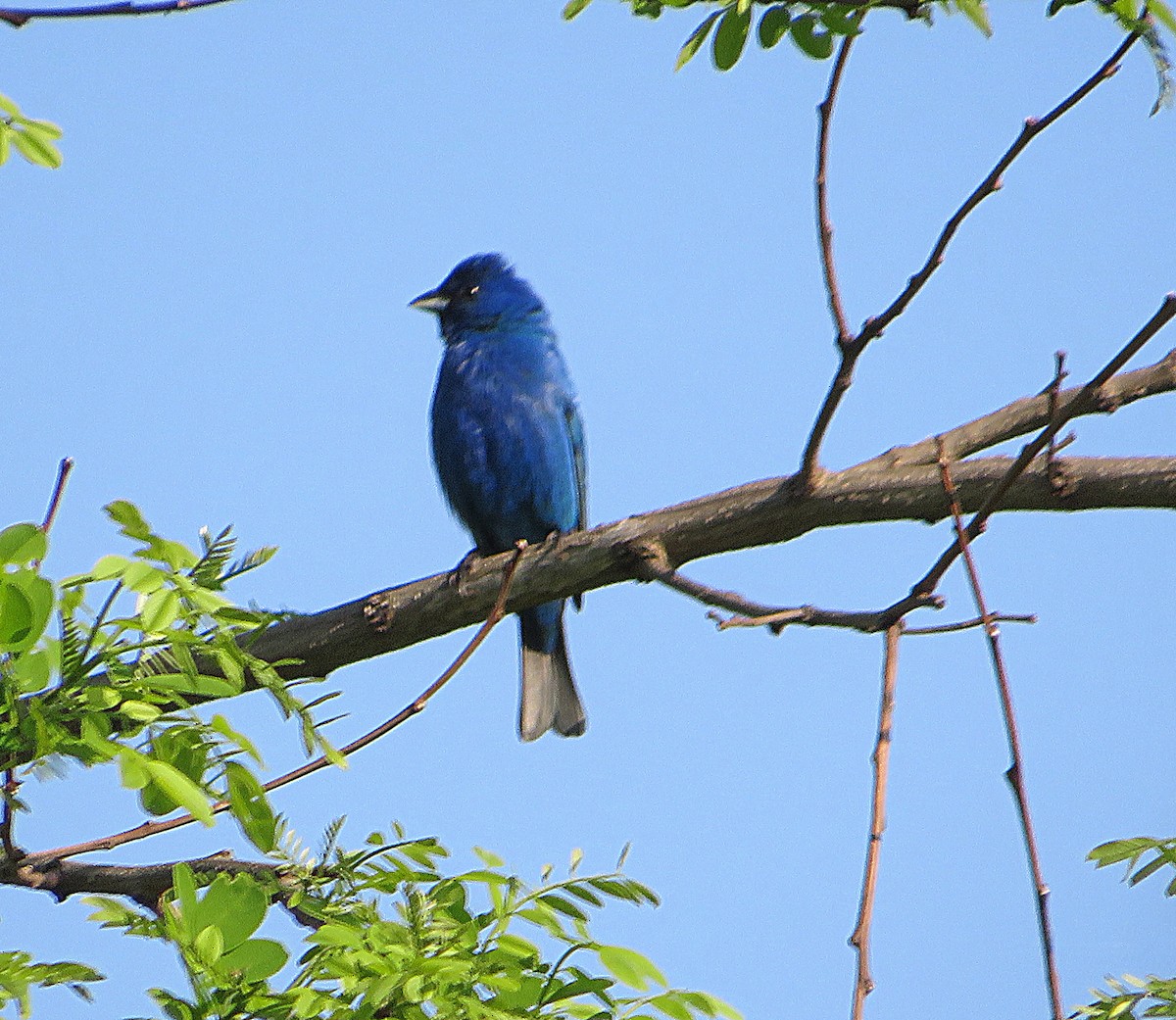 Indigo Bunting - Marianne Friers