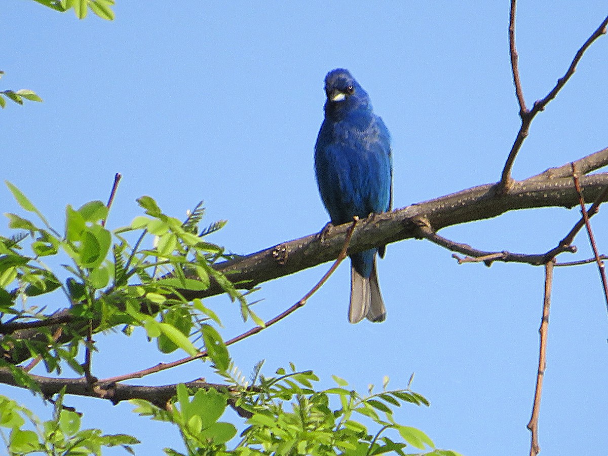 Indigo Bunting - Marianne Friers