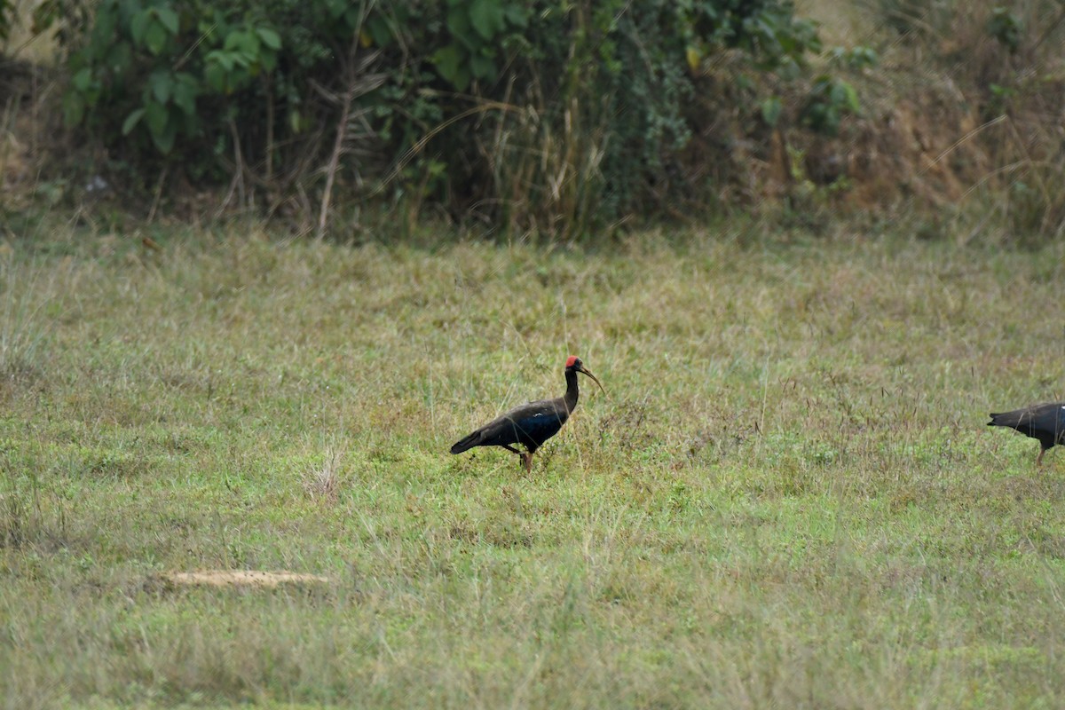 Red-naped Ibis - Baharuddin Sk