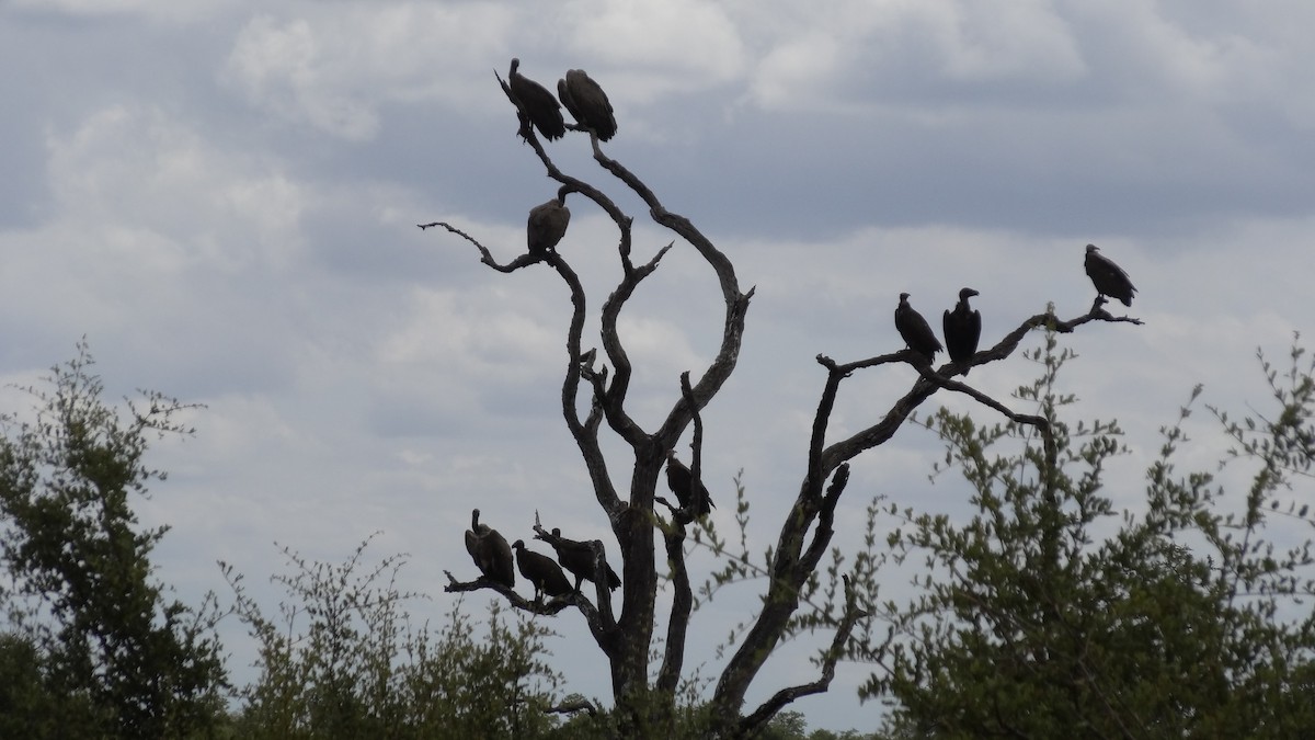 Hooded Vulture - Hubert Söhner