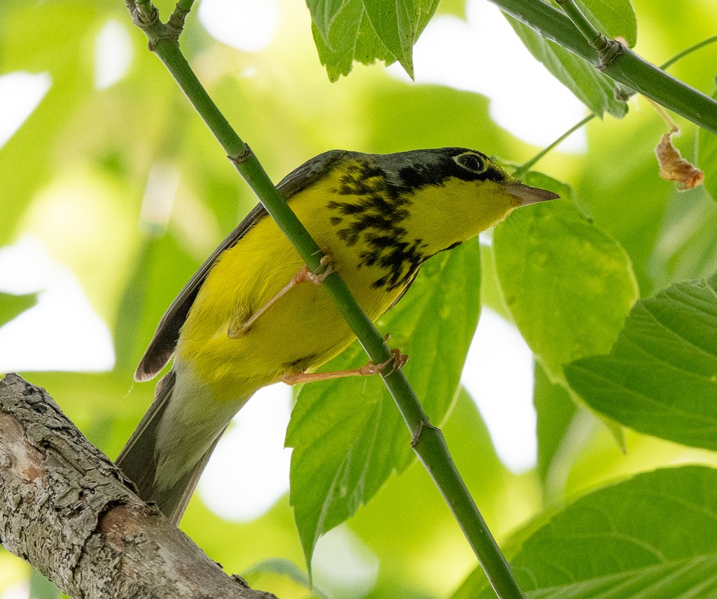 Canada Warbler - Kevin Rutherford