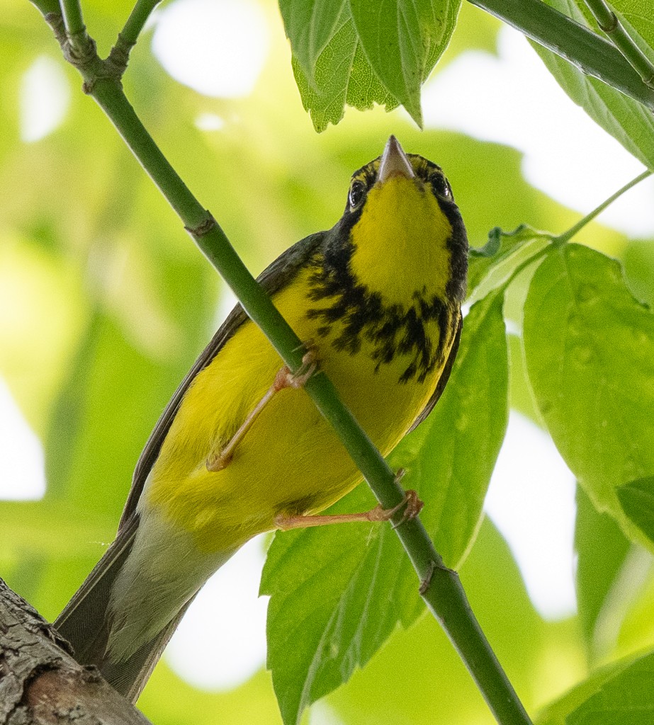 Canada Warbler - Kevin Rutherford