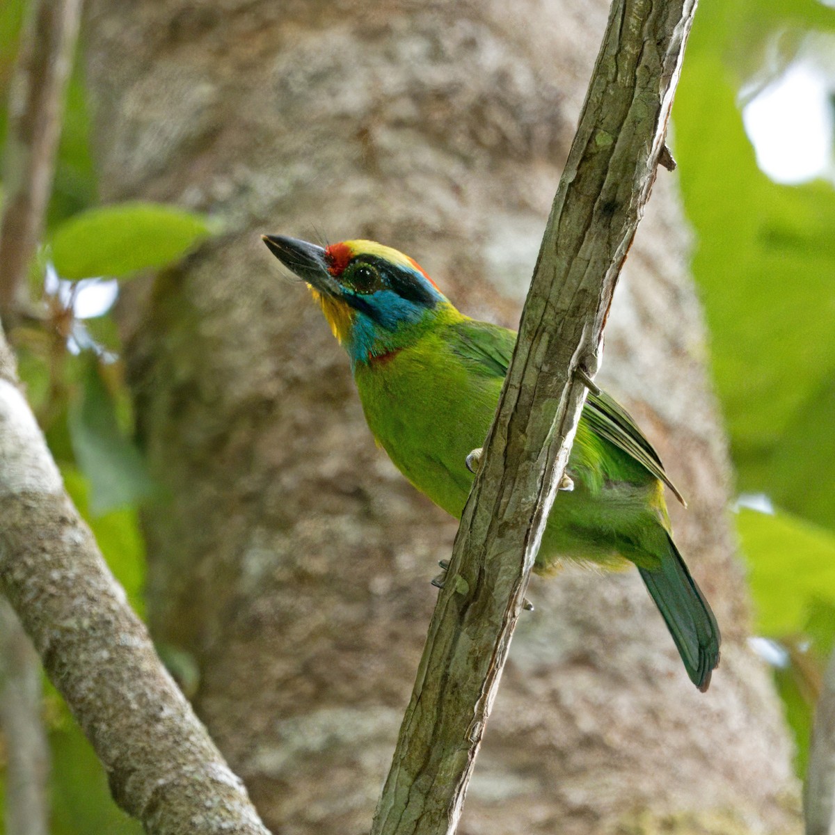 Kara Kaşlı Barbet - ML619440807