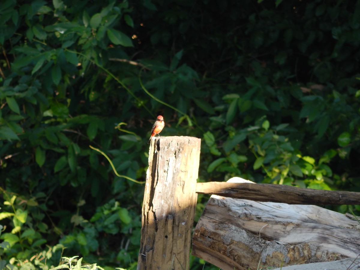 Vermilion Flycatcher - Fabiana Santos de Oliveira