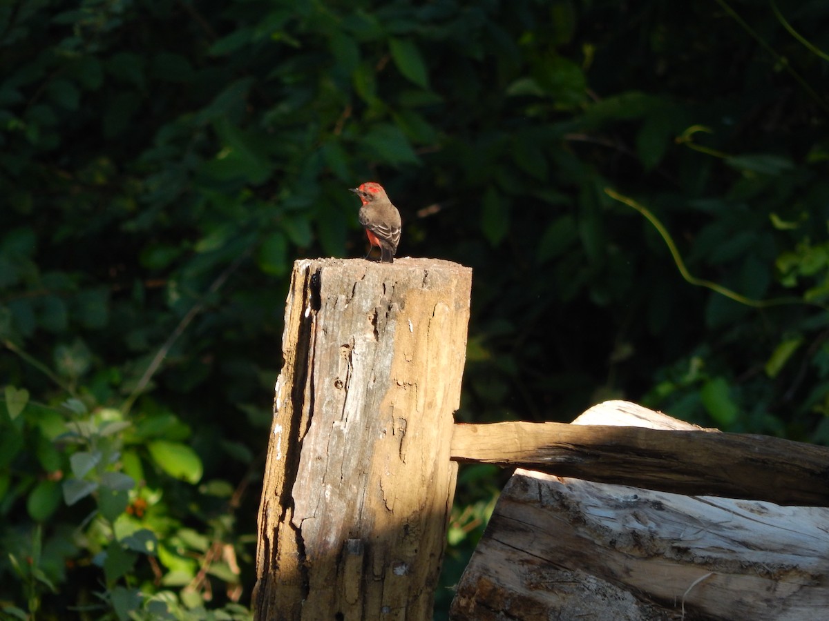 Vermilion Flycatcher - Fabiana Santos de Oliveira