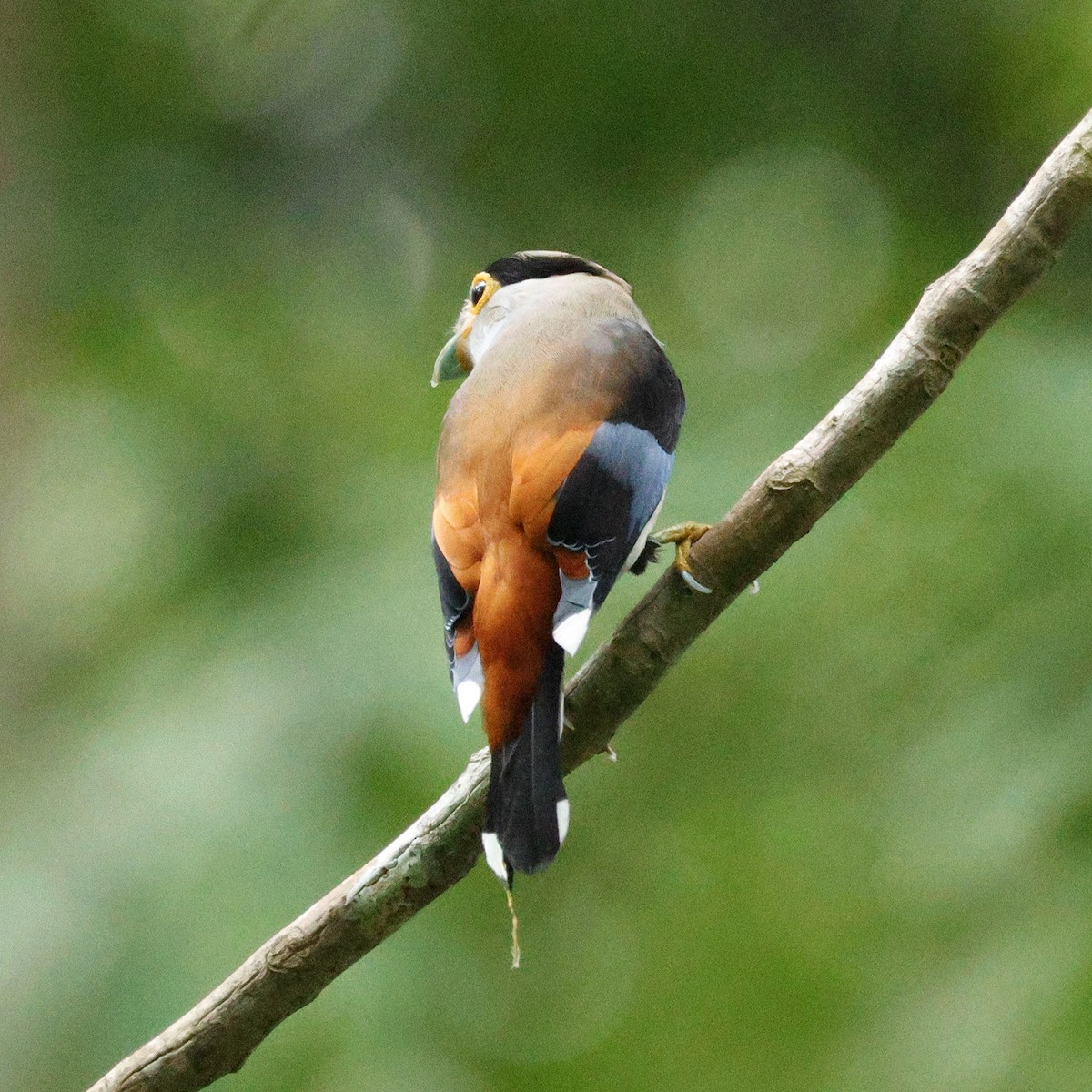 Silver-breasted Broadbill - Ching Chai Liew