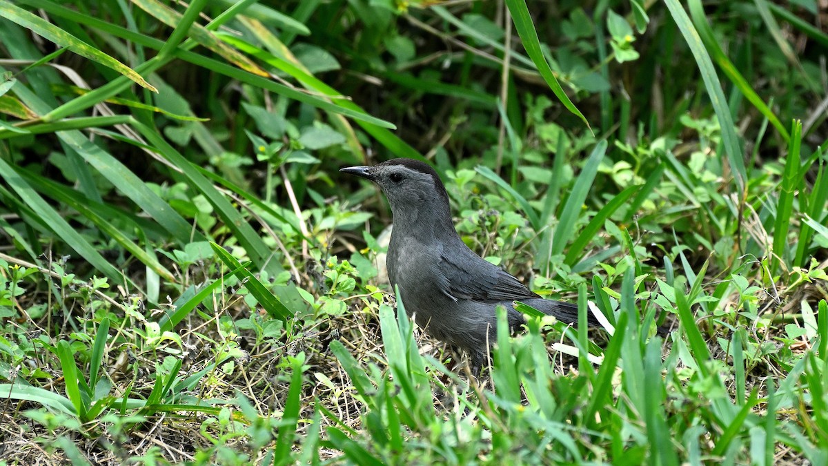 Gray Catbird - Steve Butterworth