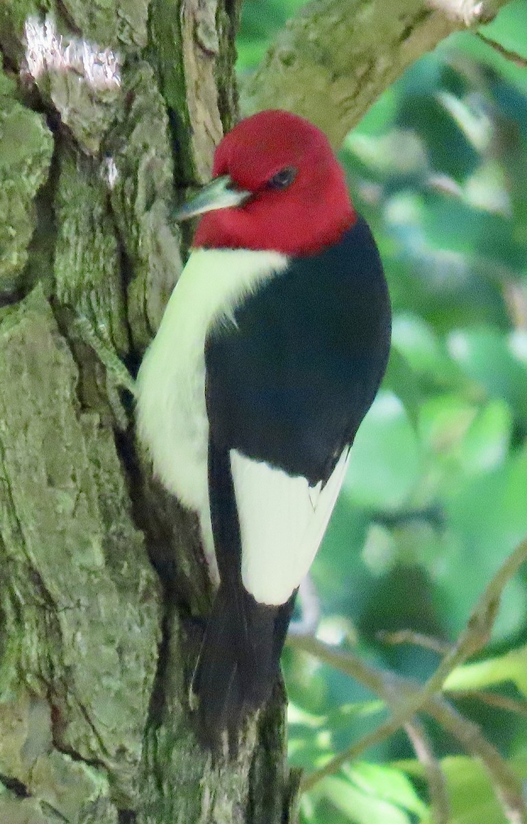 Red-headed Woodpecker - Tom & Anna Leith