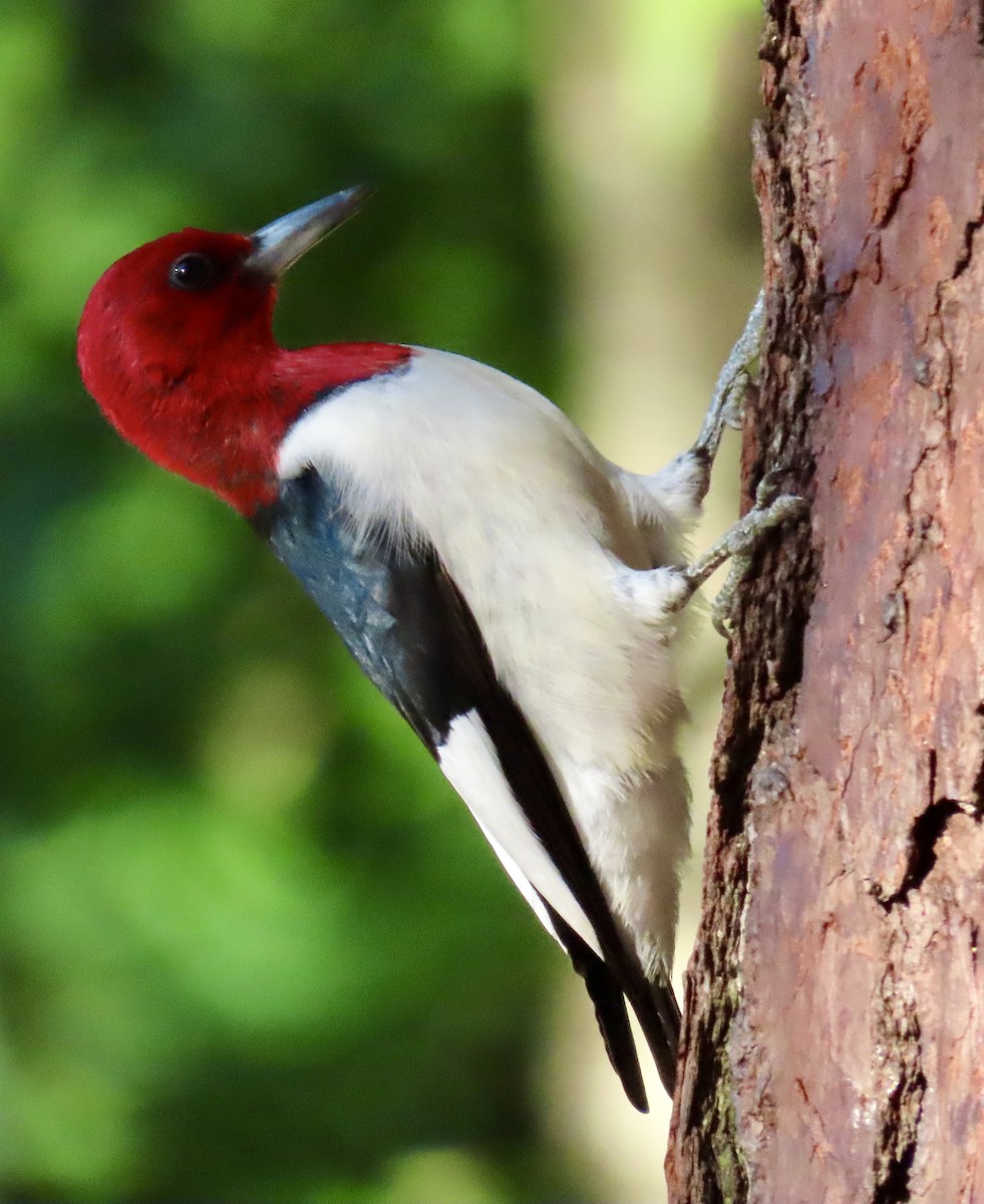 Red-headed Woodpecker - Tom & Anna Leith