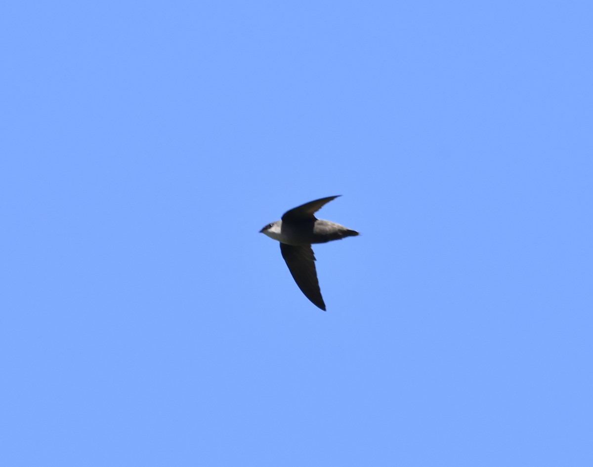 Chimney Swift - Sue Palmer