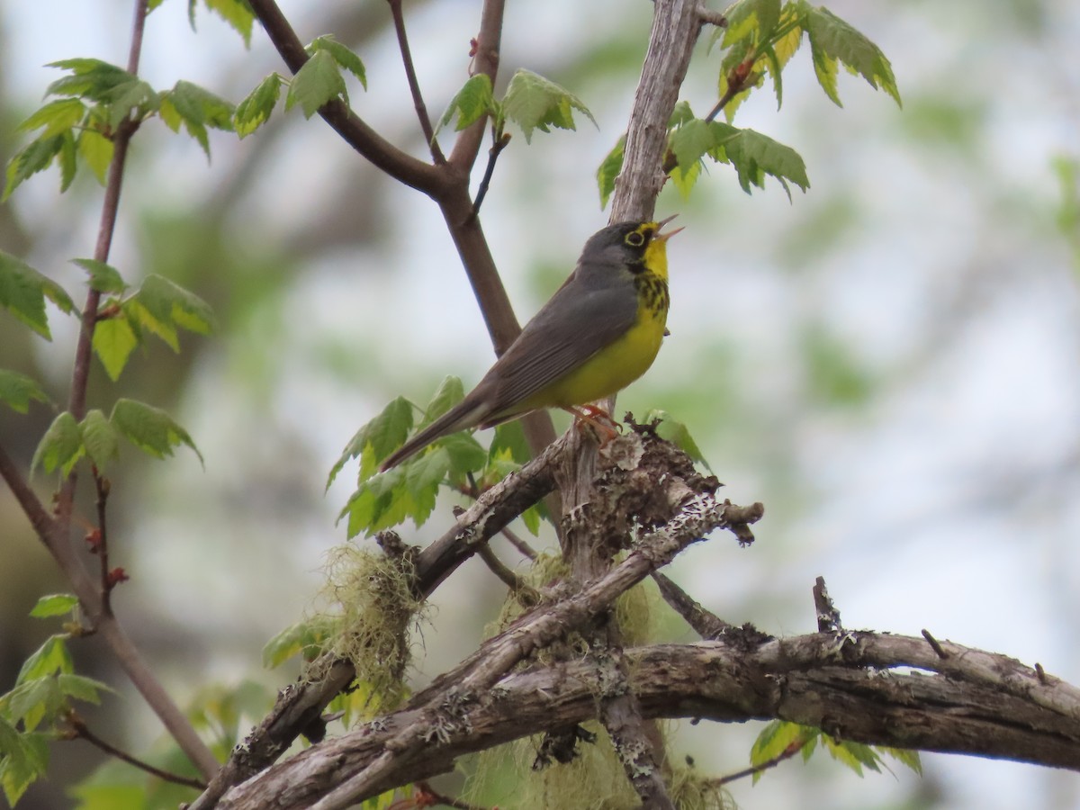 Canada Warbler - Rhonda Langelaan