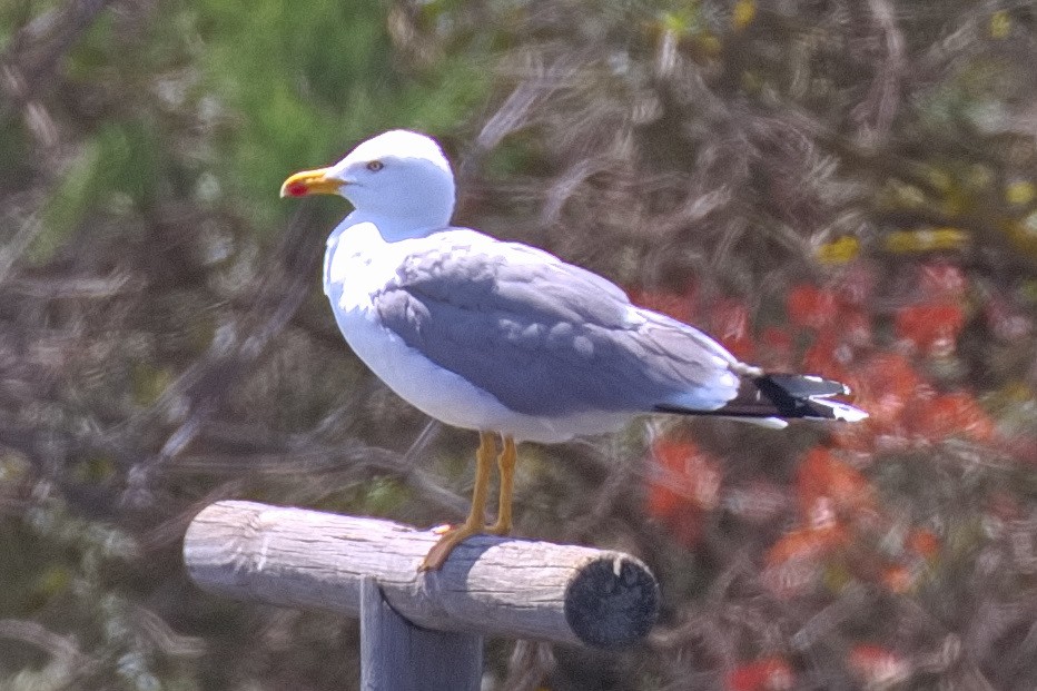 Yellow-legged Gull - Bruce Kerr