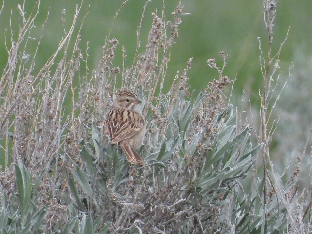 Brewer's Sparrow - James Telford