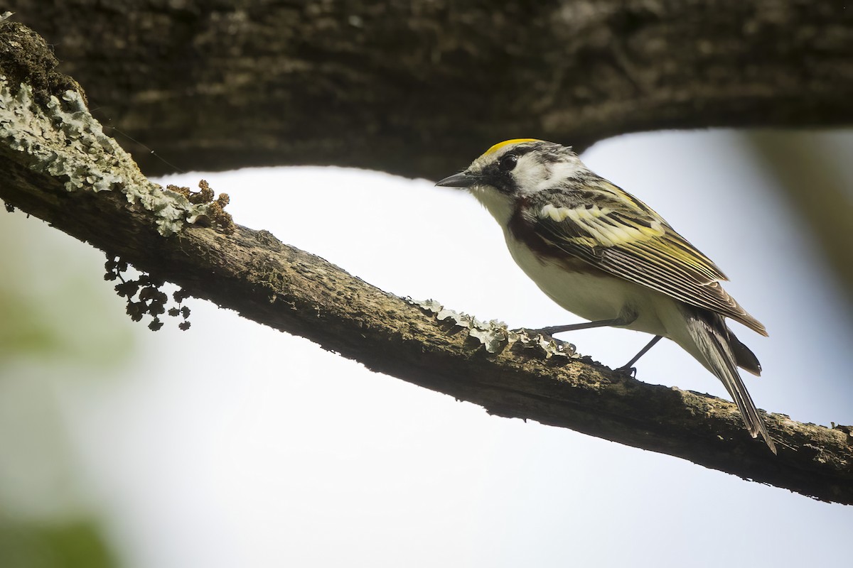 Chestnut-sided Warbler - Michael Bowen