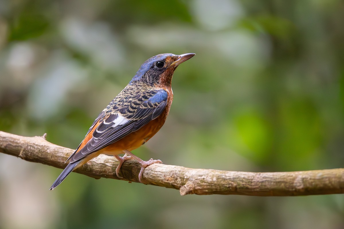 White-throated Rock-Thrush - Carolien Hoek