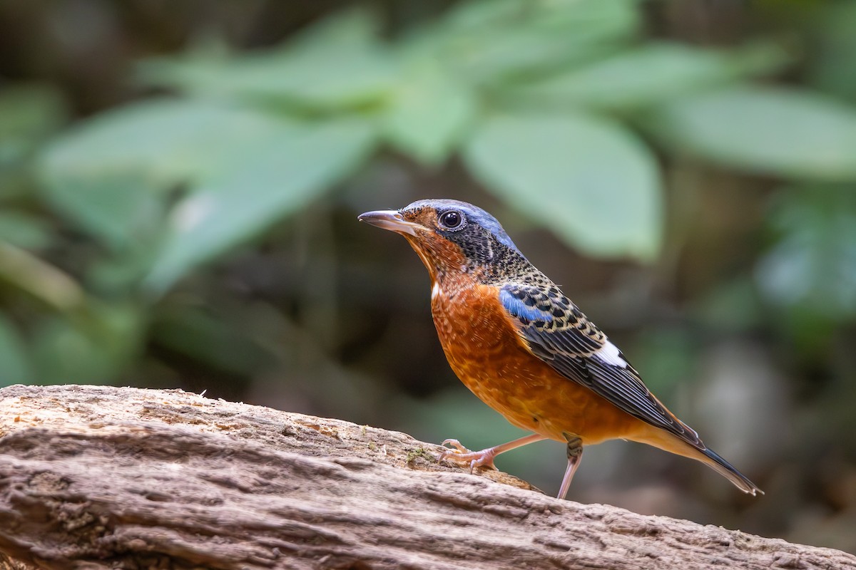 White-throated Rock-Thrush - Carolien Hoek