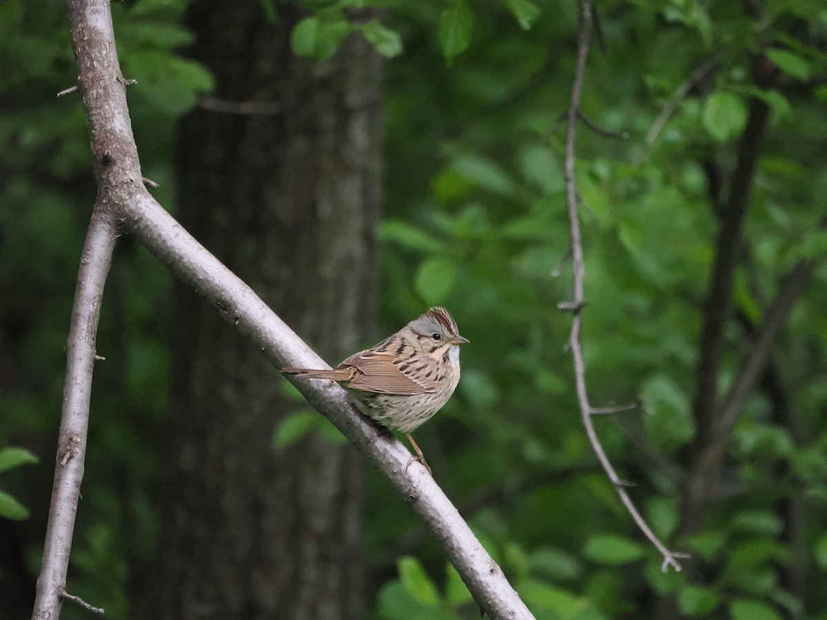 Lincoln's Sparrow - ML619440875