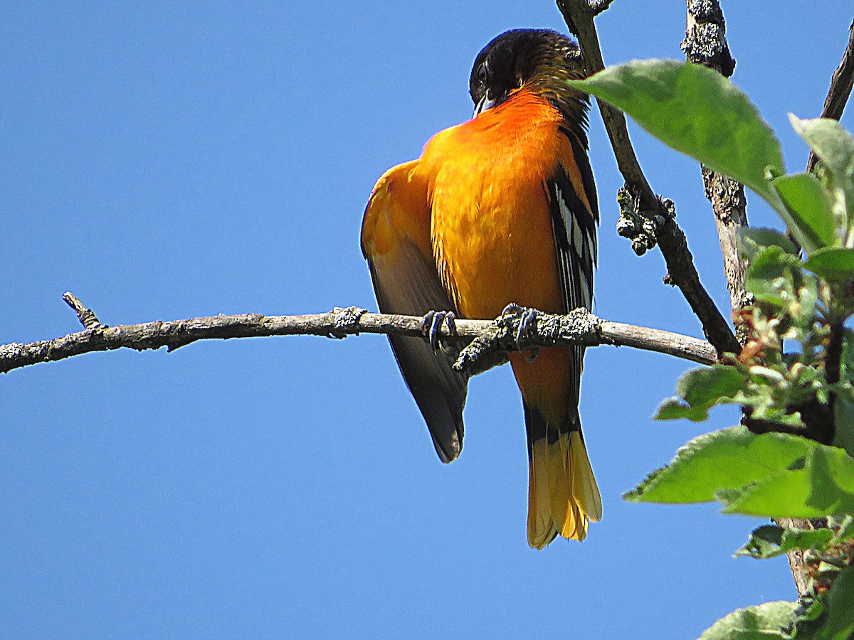 Baltimore Oriole - Marianne Friers