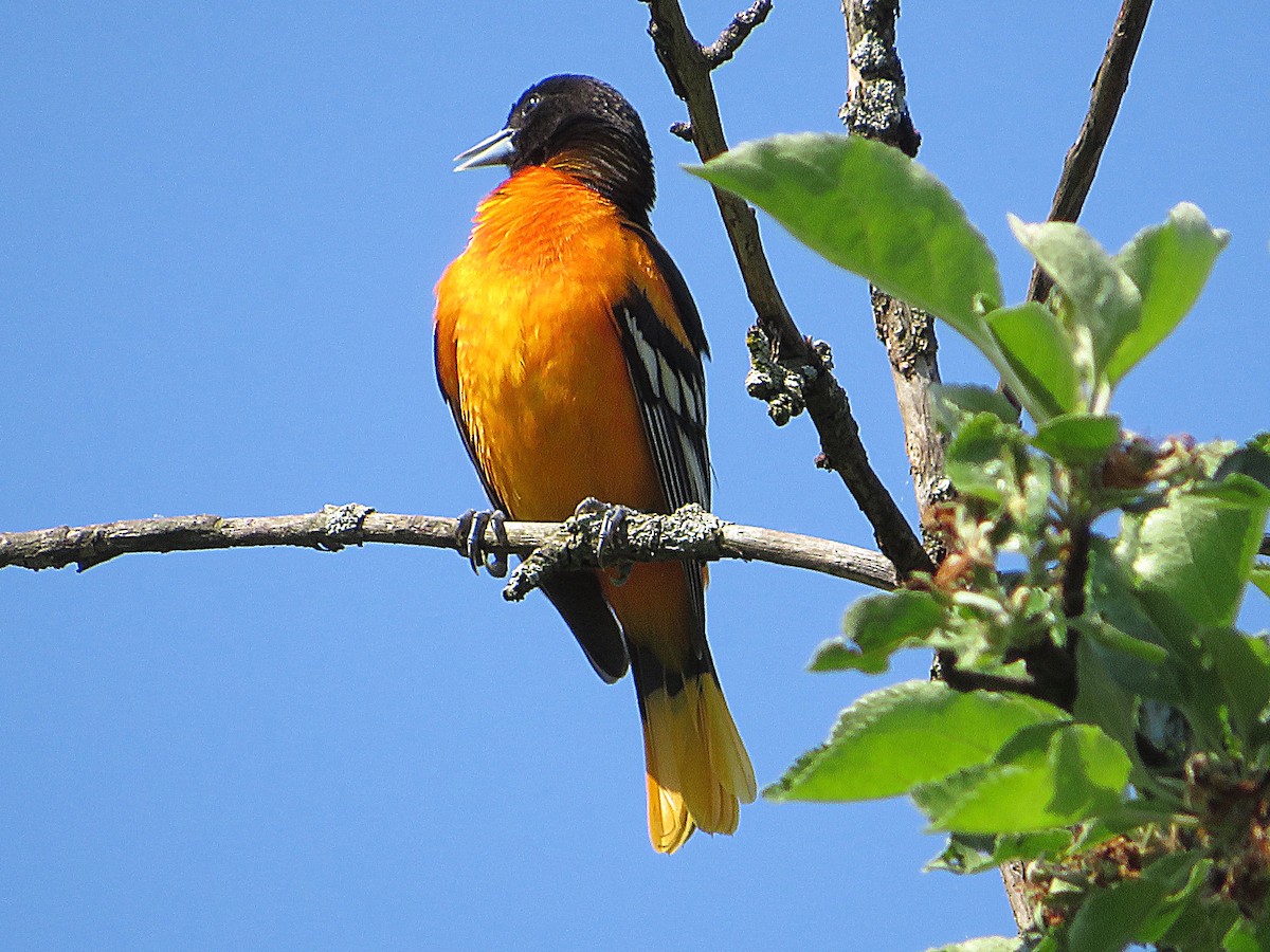 Baltimore Oriole - Marianne Friers