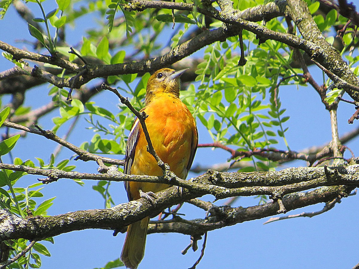 Baltimore Oriole - Marianne Friers