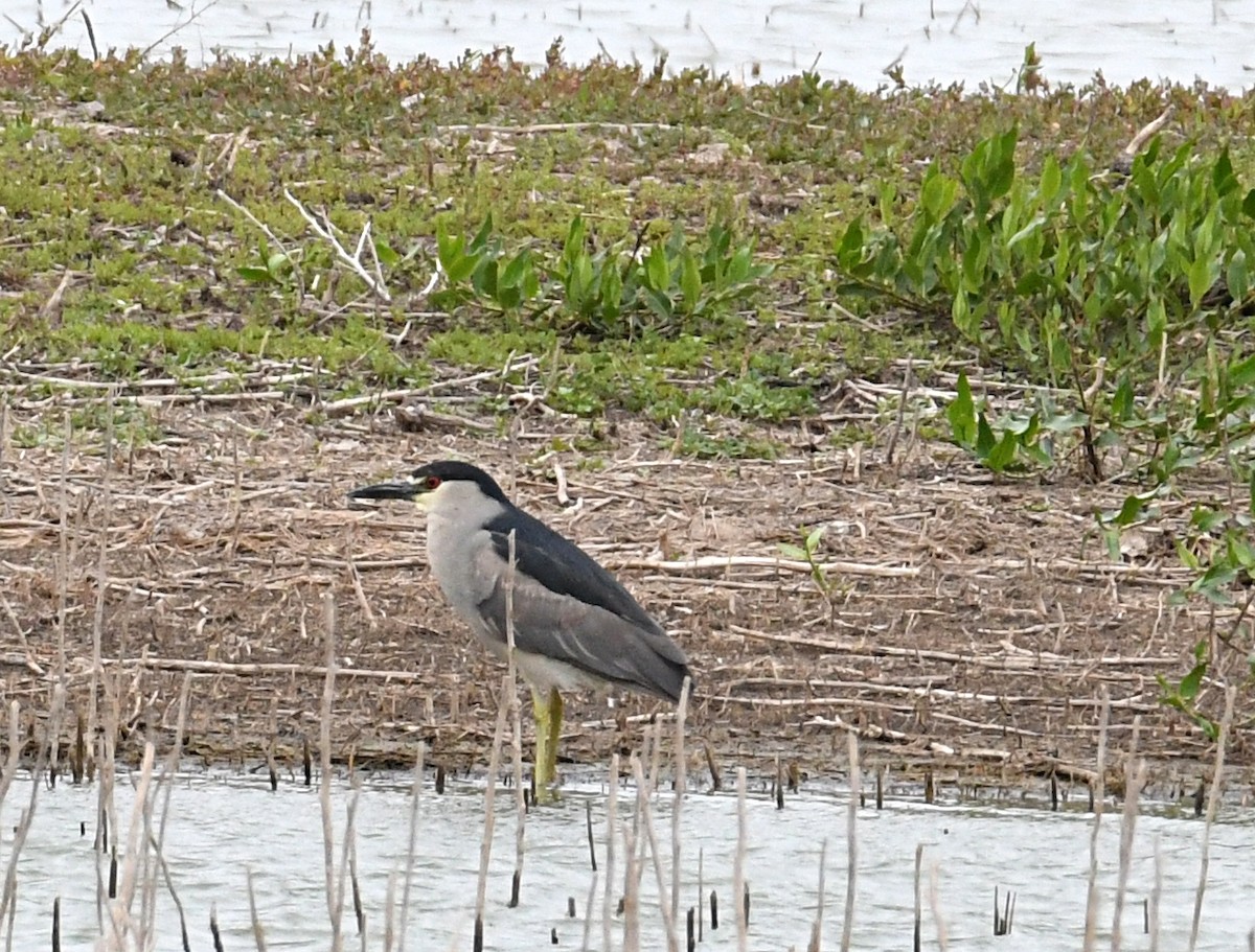 Black-crowned Night Heron - Glenn Wyatt